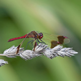 Damselflies and dragonflies